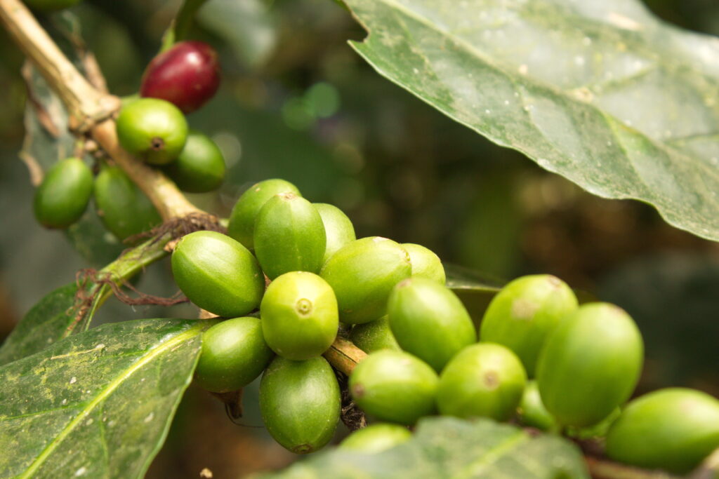 Cafetaleros explican el porqué no es viable el café soluble "Bienestar"