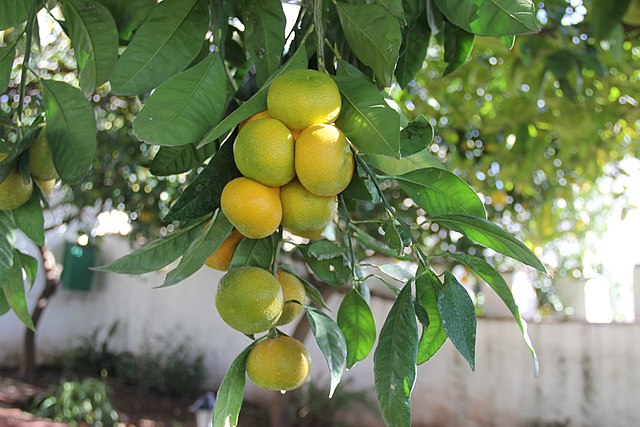 Sequías y plagas dejan las posadas sin mandarina veracruzana