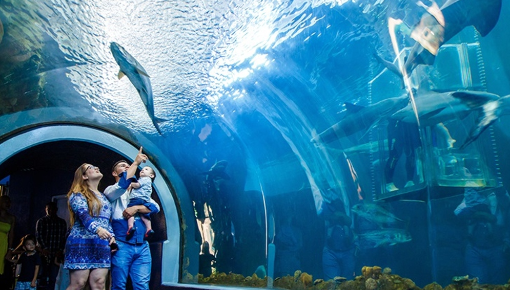 ¿Vas al Acuario de Veracruz? checa sus horarios y precios para este 2025